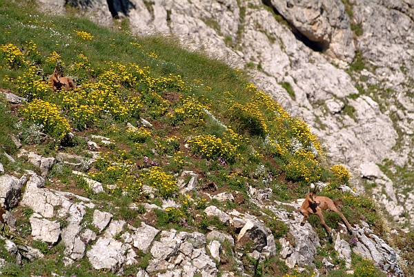 Camoscio d''Abruzzo Rupicapra pyrenaica ornata